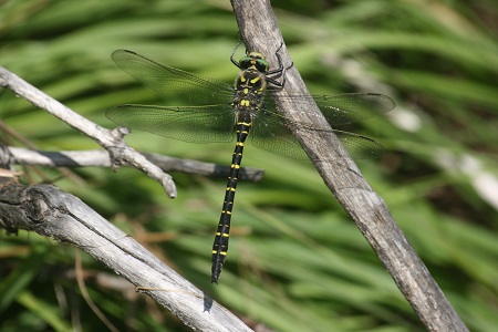 Gewone bronlibel (Cordulegaster boltonii)